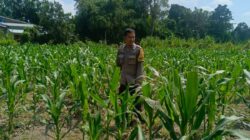 Polsek Labuapi Dorong Warga Desa Perampuan Tanam Jagung untuk Ketahanan Pangan