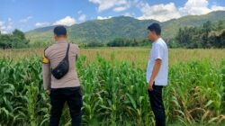 Polsek Kuripan Dampingi Petani Jagung Kuripan Selatan untuk Perkuat Ketahanan Pangan