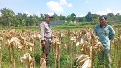 Panen Jagung Dipercepat, Warga Dusun Tangkeban Diedukasi Soal Ketahanan Pangan