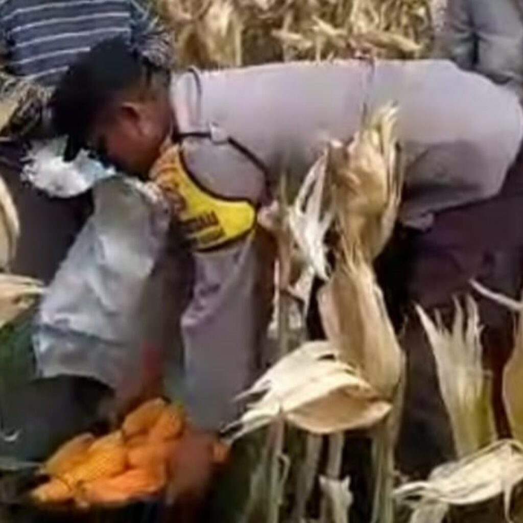 Sambang Desa di Lombok Barat: Bhabinkamtibmas Dorong Warga Jual Hasil Panen ke Bulog