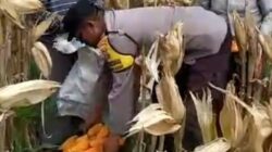 Sambang Desa di Lombok Barat: Bhabinkamtibmas Dorong Warga Jual Hasil Panen ke Bulog