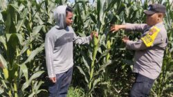 BHABINKAMTIBMAS POLSEK KEMPO DUKUNG KETAHANAN PANGAN MELALUI PEMANTAUAN LAHAN JAGUNG