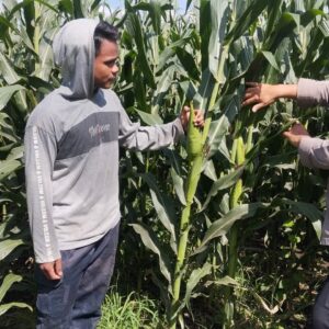 BHABINKAMTIBMAS POLSEK KEMPO DUKUNG KETAHANAN PANGAN MELALUI PEMANTAUAN LAHAN JAGUNG