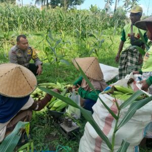 Polsek Labuapi Dukung Ketahanan Pangan Lewat Panen Jagung di Dusun Jerneng
