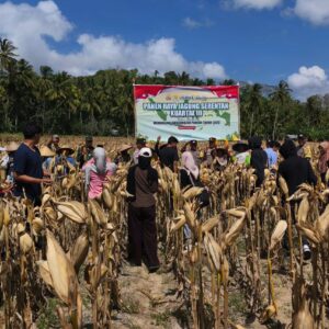 Polsek Sekotong Gelar Panen Raya Jagung Serentak di Desa Pelangan