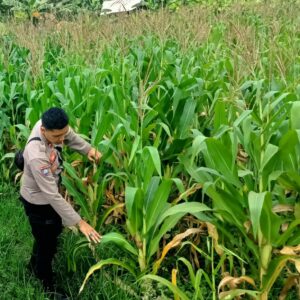 Bhabinkamtibmas Kuripan Selatan Ajak Petani Jagung Jual Hasil Panen ke Bulog