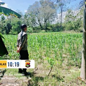 Dukung Ketahanan Pangan Nasional, Bhabinkamtibmas Labuhan Alas Cek Lahan Jagung Warga