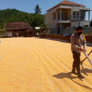 Polsek Kuripan Kawal Kualitas Jagung Petani untuk Penyerapan oleh Bulog NTB