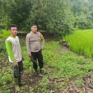 Dukung Program Ketahanan Pangan, Bhabinkamtibmas Desa Karombo Pantau Lahan Jagung Warga