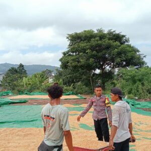 BHABINKAMTIBMAS PEKAT PANTAU HASIL PANEN WARGA DUKUNG PROGRAM KETAHANAN PANGAN NASIONAL