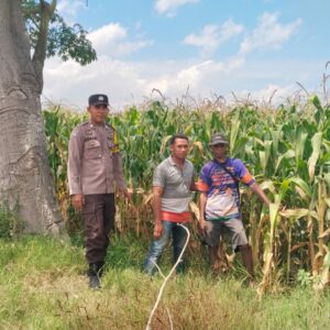 Bhabinkamtibmas Desa Mumbu Polsek Woja Polres Dompu Dampingi Petani Jagung Dukung Program Ketahanan Pangan Nasional