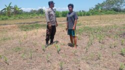TAK HANYA JAGA KAMTIBMAS, BRIPKA WAWAN IKUT KAWAL KETAHANAN PANGAN DI LAHAN JAGUNG WARGA DUKUNG PROGRAM KETAHANAN PANGAN NASIONAL.