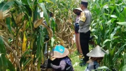 Panen Jagung di Lombok Barat Dikawal Polisi, Hasilnya Meningkat Tajam