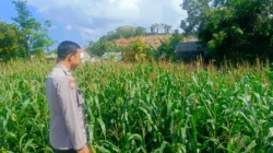 Bhabinkamtibmas Dampingi Petani Jagung, Wujud Nyata Dukungan Polri di Desa Perampuan
