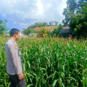 Bhabinkamtibmas Dampingi Petani Jagung, Wujud Nyata Dukungan Polri di Desa Perampuan