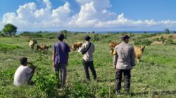 dukung program pemerintah di bidang kesehatan dan ketertiban hewan, Bhabinkamtibmas Desa Talonang laksanakan pendampingan kegiatan vaksinasi dan registrasi hewan ternak
