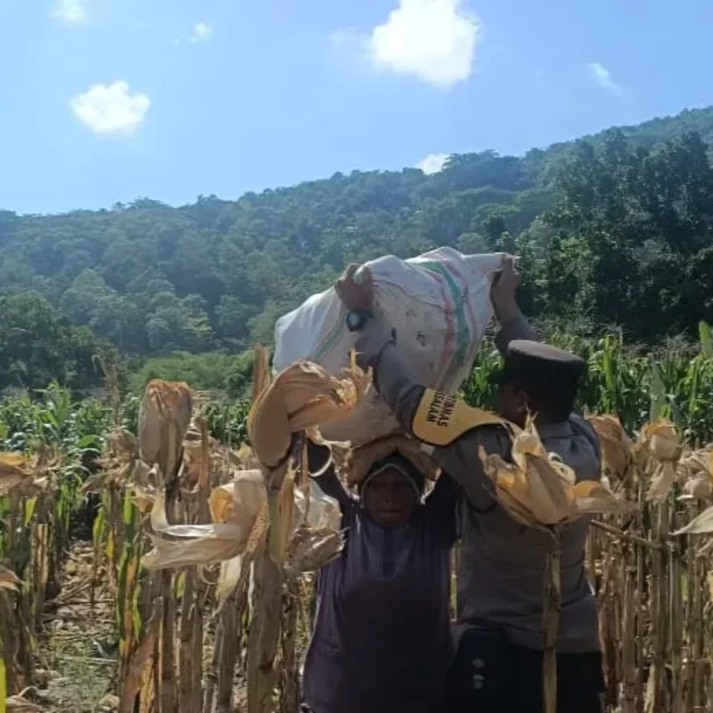 Sinergi Polisi dan Petani di Lombok Barat, Hasilkan Panen Jagung Melimpah
