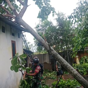 Hujan Deras dan Angin Kencang, Babinsa Gerak Cepat di Jagaraga