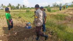 Bhabinkamtibmas Dampingi Petani Jagung Manis di Lombok Barat