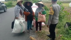 Peran Polisi di Balik Panen Jagung Sukses Petani Lombok Barat