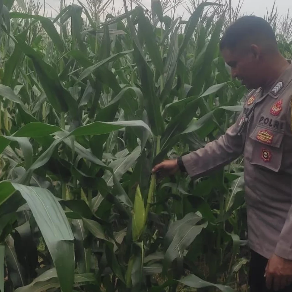Bhabinkamtibmas Turun ke Sawah, Petani Lombok Barat Kian Semangat