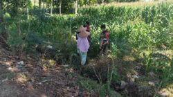 Polres Lombok Barat Turun ke Sawah Dampingi Petani Jagung