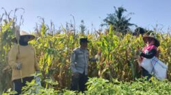 Panen Jagung P27 di Beleka Berjalan Sukses, Polisi Turun Langsung Kawal Petani