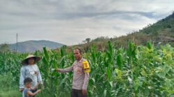 BHABINKAMTIBMAS DESA MUMBU AKTIF SAMBANG DAN BANTU WARGA DI LAHAN PERTANIAN