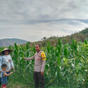 BHABINKAMTIBMAS DESA MUMBU AKTIF SAMBANG DAN BANTU WARGA DI LAHAN PERTANIAN
