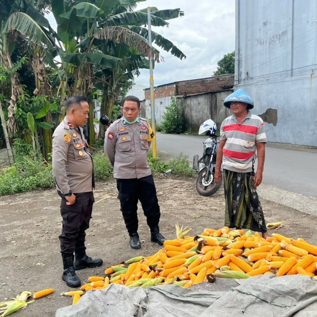 Polsek Labuapi Bantu Petani Amankan Harga Panen Jagung ke Bulog