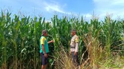 Dukung Ketahanan Pangan, Bhabinkamtibmas Buer Pantau Kondisi Tanaman Jagung Petani