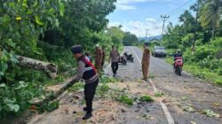 Keselamatan Prioritas: Polsek Sekotong Amankan dan Bersihkan Pohon Tumbang