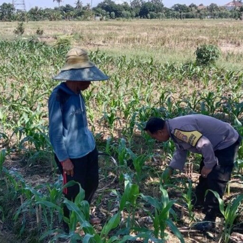 Ketahanan Pangan Diperkuat, Bhabinkamtibmas Kunjungi Petani Jagung