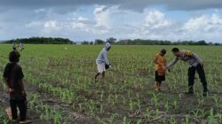 BHABINKAMTIBMAS HU’U DAMPINGI PETANI JAGUNG, DUKUNG PROGRAM KETAHANAN PANGAN MENUJU INDONESIA EMAS 2045