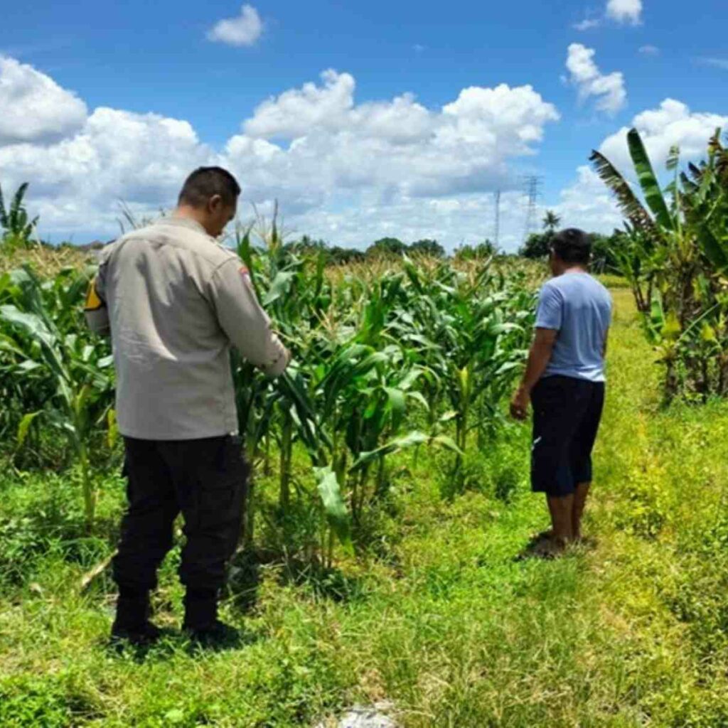 Strategi Polsek Labuapi Dukung Pangan: Jual Jagung ke Bulog & Tanam Pekarangan