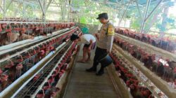 Kamtibmas Kondusif, Produksi Lancar: Peran Bhabinkamtibmas Bagi Peternak Ayam