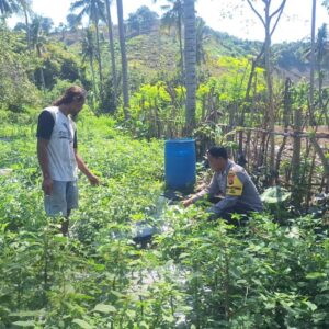 Dukung Ketahanan Pangan, Bhabinkamtibmas Desa Luk Turun Bantu Petani Tomat dan Motivasi Warga