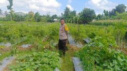 Strategi Polsek Gerung Perkuat Ketahanan Pangan Nasional
