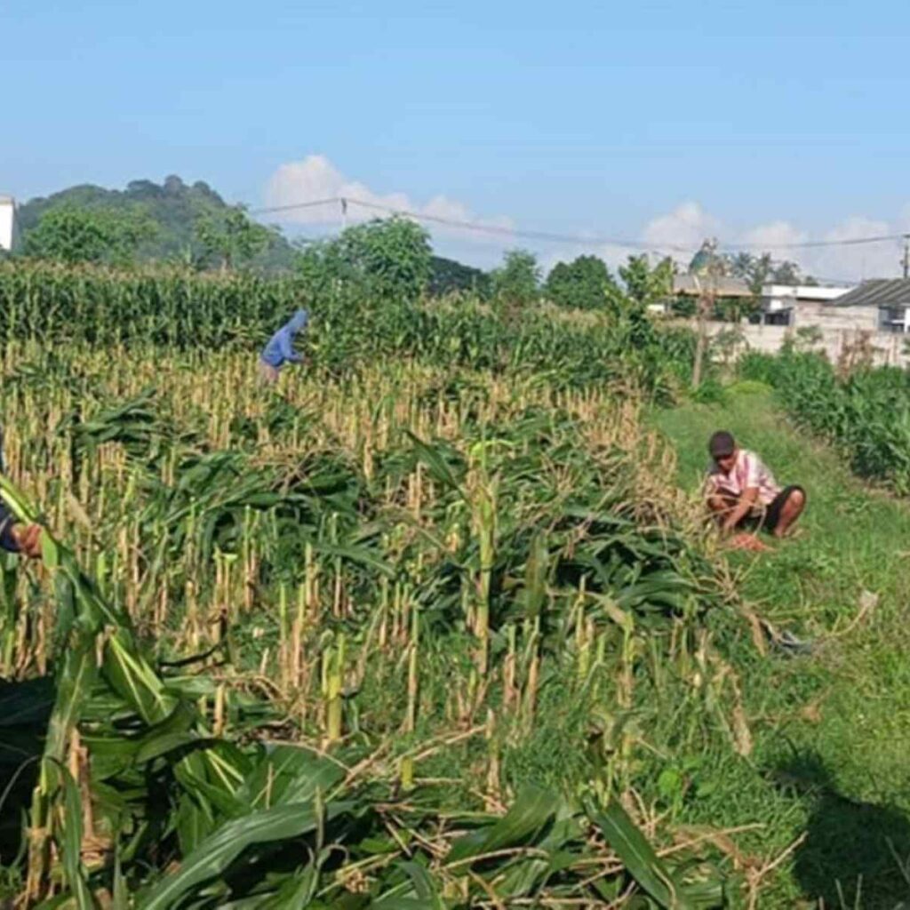 Langkah Nyata Polsek Labuapi Wujudkan Swasembada Pangan