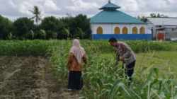 Polri Kawal Swasembada Pangan di Desa Telagawaru Lombok Barat