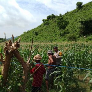 Bhabinkamtibmas Desa Tumpak Polsek Kawasan Mandalika Tinjau Jagung Masyarakat Dukung Ketahanan Pangan