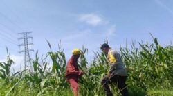 Bhabinkamtibmas Kuranji Dalang Motivasi Petani Lokal