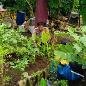 Bhabinkamtibmas Lombok Barat Tinjau Greenhouse Bambu di Perampuan