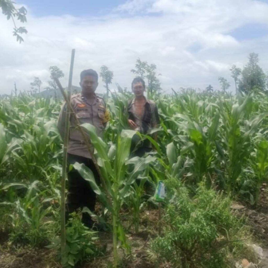 Dukung Ketahanan Pangan, Bhabinkamtibmas Beleke Bina Petani di Lahan Jagung