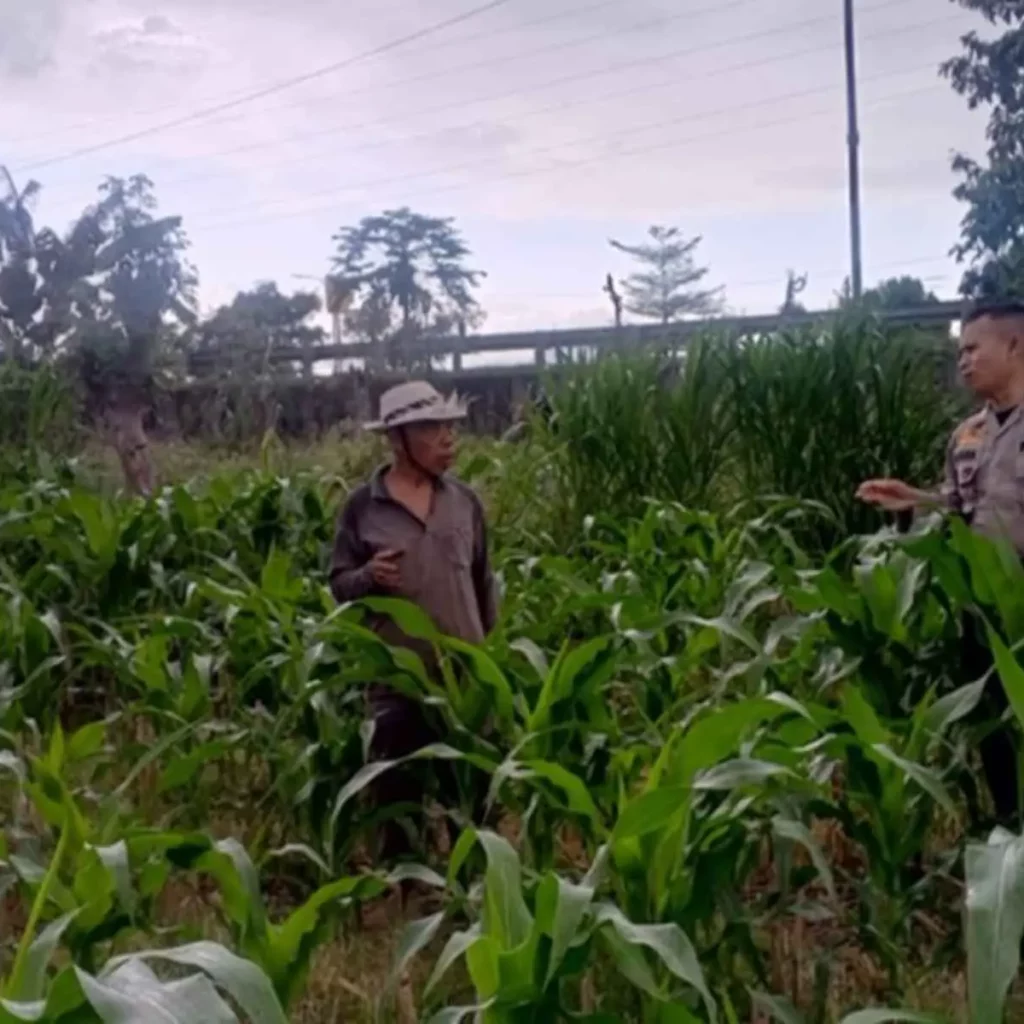 Strategi Bhabinkamtibmas Wujudkan Swasembada Pangan di Terong Tawah