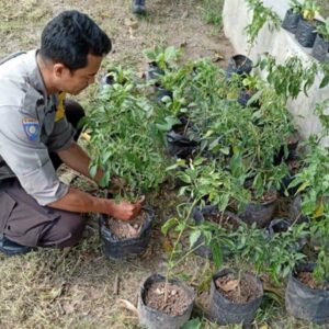 Polisi Dampingi Warga Desa Bengkel Tanam Sayur di Rumah