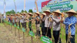 Panen Raya Jagung di Lombok Barat: NTB Perkuat Ketahanan Pangan 2026