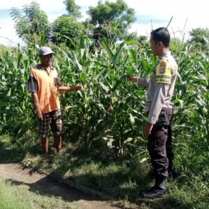 Bhabinkamtibmas Polsek Kilo Pantau Lahan Jagung Warga Dukung Ketahanan Pangan Menuju Indonesia Emas 2045