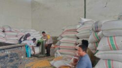 Stok Jagung Melimpah, Bhabinkamtibmas Gerung Kawal Distribusi Pangan