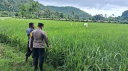 Dukung Ketahanan Pangan, Bhabinkamtibmas Desa Sampe Ajak Warga Ubah Pekarangan Jadi Kebun Sayur